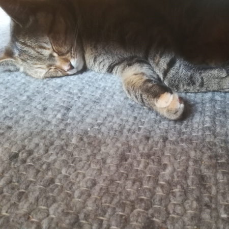 Katze auf Teppich «Kärnten»